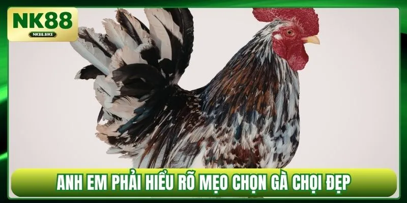Anh em phải hiểu rõ mẹo chọn gà chọi đẹp